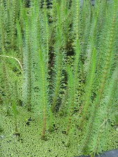 Tannenwedel, Hippuris vulgaris Teichpflanzen ...