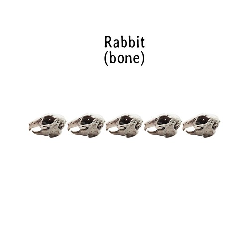 Rabbit Skull Replica - 1:6 Scale dollhouse, dioramas, art supply (5 skulls) - Picture 6 of 6