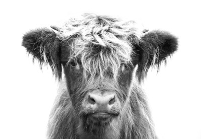 Highland Cow Calf Scottish Nature Black /& White Quality Canvas Print A3