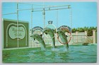 Postcard Educated Porpoises Perform for your enjoyment at Marineland of Florida