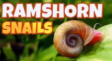 15 Algae Eating Ramshorn Snails - Aquarium, Fountain, or Pond.