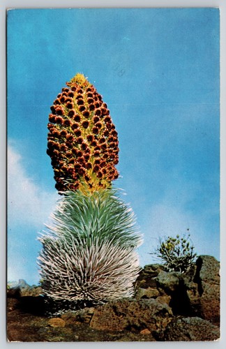 Postcard Silversword Haleakala National Park Hawaii Argyroxiphium sandwicense - Picture 1 of 2