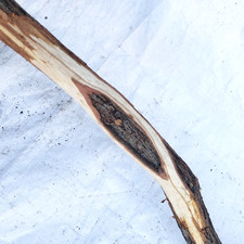 64" Diamond Willow Carving Wood Blank Walking Stick