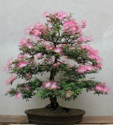 Persian Silk Tree Seeds Albizia Julibrissin Flowering Tree Bonsai 50 Or100 Ebay Persian Silk Tree Seeds Albizia Julibrissin Flowering Tree Bonsai 50 Or100 Ebay