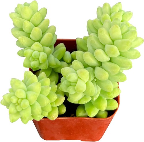 Live Sedum Morganianum-Burro's Tail Succulent Plant Fully Rooted in 2" Pot - Picture 2 of 9