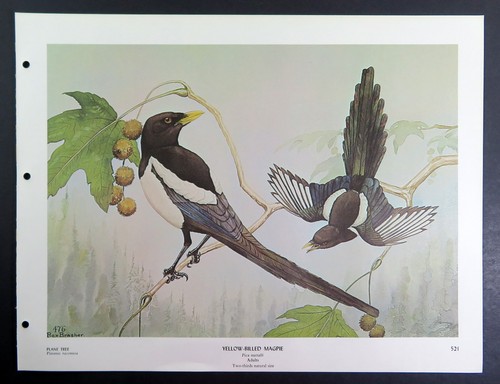 Rex Brasher Vogeldruck, gelbschnabelige Elster in Platane, 16 x 12 Zoll - Bild 3 von 3