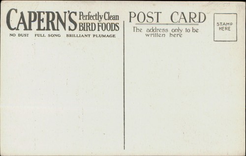 Parrot Capern's Perfectly Clean Bird Food postal publicitaria sin usar - Imagen 2 de 2