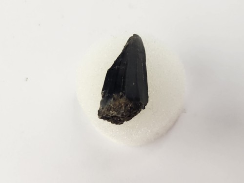 Mosasaurus beaugei 0.91" Tooth Fossil - Rare - El Koubbat Fm. - Bekrit - Morocco - Picture 7 of 13