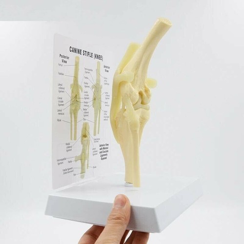 Dog Joint Anatomical Model Canine Knee Card Manual Animal Skeleton Science Gifts - Picture 4 of 7