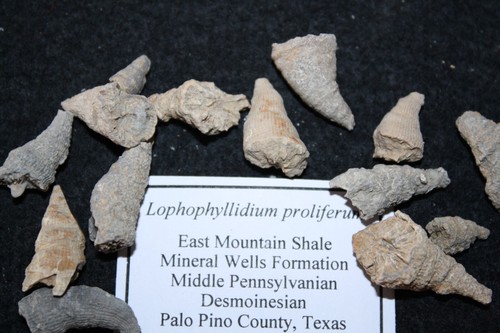 Pennsylvanian East Mountain Schiefer fossil Koralle Bryozoa Schwamm Auswahl aus Liste - Bild 7 von 19