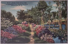Vintage Postcard Azalea Trail Greenfield Park Gardens Wilmington NC AA71