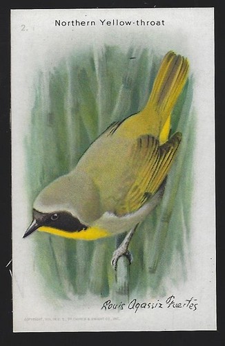 Northern Yellow Throat Arm Hammer Baking Soda Useful Birds Victorian Trade Card