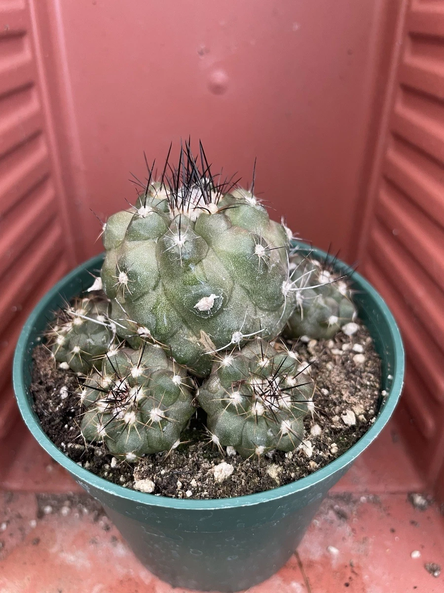 Cactus Copiapoa Cactis&Succulents for sale | eBay