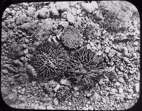 Glas Magic Lantern Slide THE GREAT BARRIER REEF NO1 C1890 PHOTO AUSTRALIA CORAL