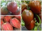 Бычье сердце шоколадное Ochsenherz Томат Семена Tomate Samen Seeds