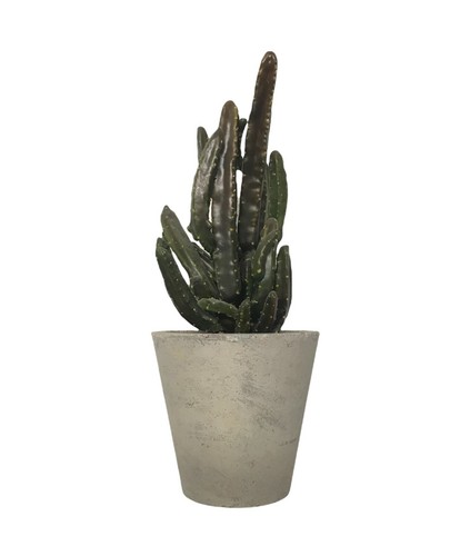 Cactus in vaso in pietra - Foto 3 di 6