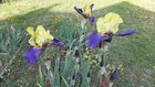 New Listing1 Tall Bearded Iris Rhizome,"Juassic Park". 36" Tall, Yellow Top,Blue Bottom