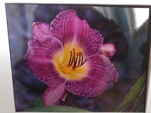 JOSEPH GEORGE LOESCH, PH. D. FOTOGRAFIA GIGLIO A GIORNO VENATO VIOLA E GIALLO 10x12" - Foto 1 di 5