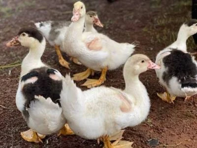 call ducks for sale qld