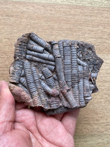 200g Triassic Natural crinoid and Trachyceras specimen Geologic rock - Picture 17 of 20