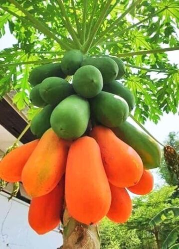 20 x RED PAW PAW,SEEDS,SELF POLLINATING,CARICA PAPAYA,TROPICAL GARDEN FRUIT TREE - Picture 8 of 9