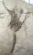 Silurian Rochester Shale crinoid fossil Lyriocrinus melissa near complete