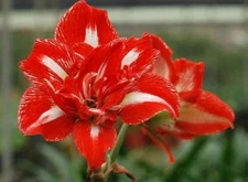 Blue Buddha Farm: Amaryllis 'Rock and Roll' – 24/26 Bulb | Bold Symphony Blooms
