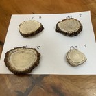 4 Elk Antler Burr Sheds /great Carving Or Crafts — photo 3