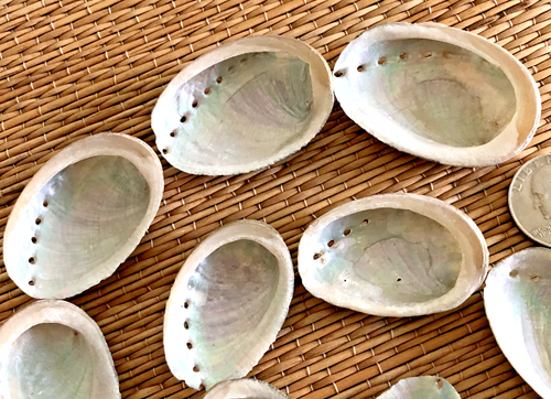 12 SMALL BLACK ABALONE SEA SHELLS 1-1/4" TO 2" WIDE - CRAFTING - Picture 3 of 5