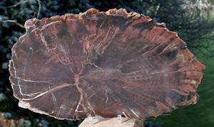 SiS-Chinle-Fossil-11-034-WOODWORTHIA-Petrified-Wood-Round-Northern-Arizona