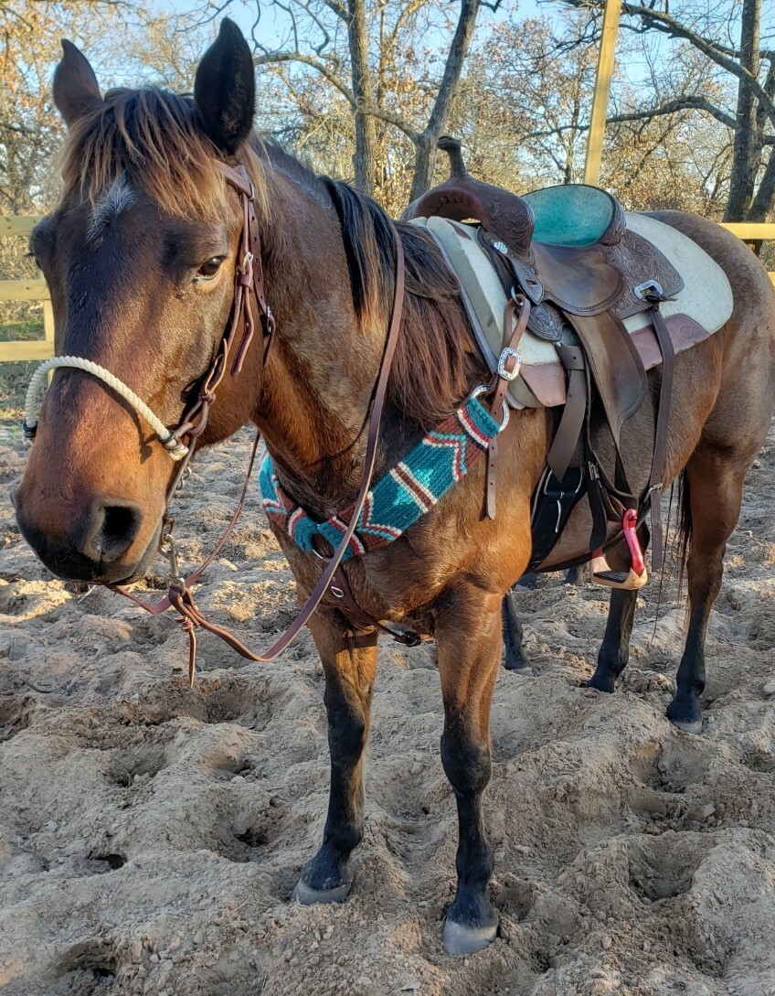 Mohair pecho Collar verde Azulado Estampado Azteca nativo Rodeo Tachuela del caballo de alta calidad grueso Mohair pecho Collar verde Azulado Estampado Azteca nativo Rodeo Tachuela del caballo de alta calidad grueso