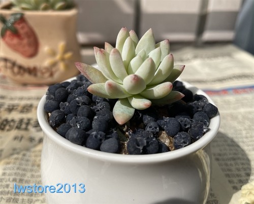 DIY 1pc Mini Skull Head Model Scene Props Flowerpot Decoration Halloween Toys - Picture 3 of 6
