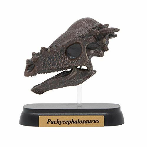 Mini modelo favorito de dinosaurio calavera de Pachycephalosaurus diseñado por H.Tokugawa - Imagen 2 de 5