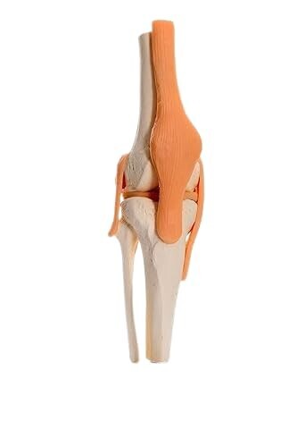 Premium Knee Joint Model Anatomy Set | Life Size Knee Joint + 2nd Stage Osteoart - Picture 8 of 11