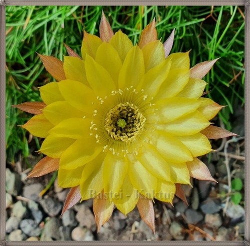 Kaktus, Kakteen, Echinopsis, Trichocereus-Hybride *** HJS.2020.049.HEL.01 *** - Bild 2 von 7