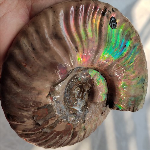 Arcobaleno 800g!! Conchiglia originale naturale non lucidata Ammonite esemplare fossile L10 - Foto 17 di 22