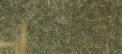 micro gusano, gusano Walter, gusano de plátano, vinagre anguila cultivos vivos Foto 4 de 4