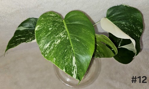 Monstera Albo Variegated Halfmoon, 4 Leaves, Established In 3.5" Pot - Picture 2 of 10