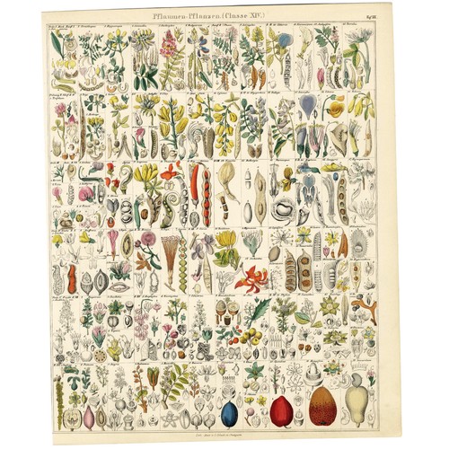 1833-42 LORENZ OKEN Natural History Hand-Colored Folio, XX PFLANZEN (Plants) - Picture 4 of 5