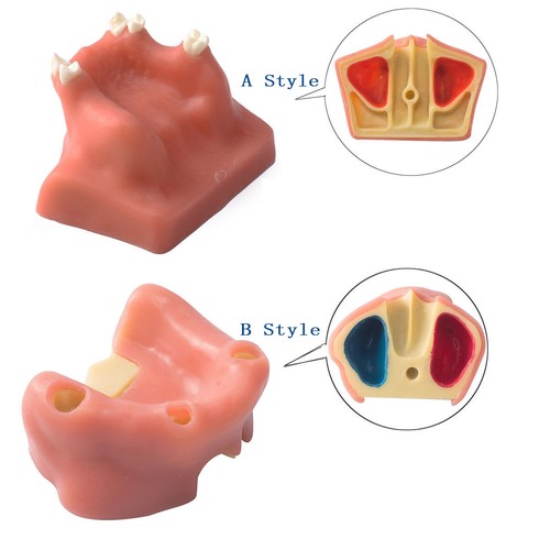 Modelo de diente dental Easyinsmile elevación de senos práctica estudio enseñar modelo estilo A/B - Imagen 6 de 14