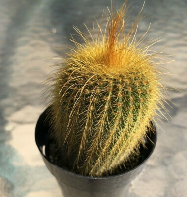 Notocactus Leninghausii "Golden Ball Cactus", Comes in a 2.5" pot | eBay