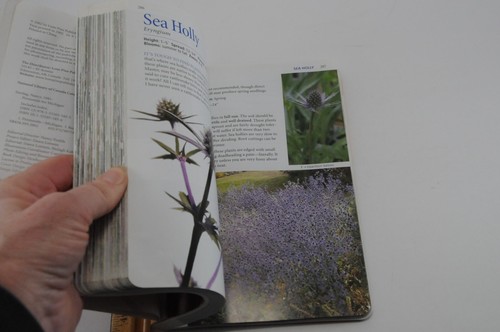 Perennials for Michigan Nancy Szerlag Alison Beck - Picture 5 of 11