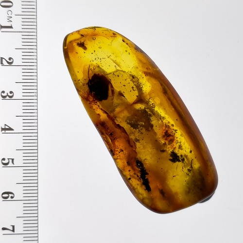 Baltic Amber polished gemstone w/ fossil leaf and insect inclusions 68.4ct - Picture 4 of 8