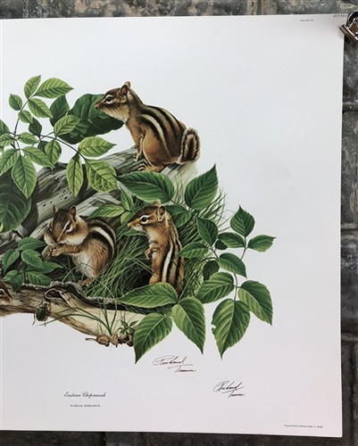 Richard Timm, Eastern Chipmunk, signierter Druck, 28x22 Wade Collection, Platte 5 - Bild 4 von 9