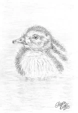 Duckling Pencil Sketch by Sharon Louise Brook