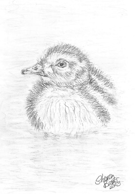 Duckling Pencil Sketch by Sharon Louise Brook