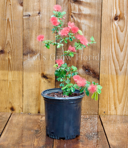 Powder Puff, Dwarf Red, Calliandra haematocephala x surinamensis, Nana Tropical - Picture 25 of 30