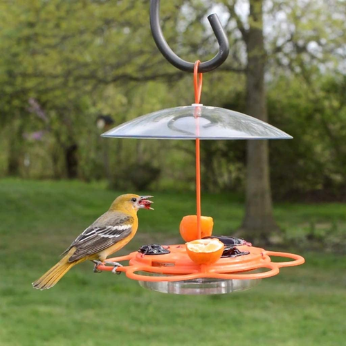 Nature'S Way OFP1 All-In-One Oriole Buffet Bird Feeder, Orange - Picture 9 of 12