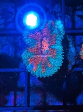 CE- WYSIWYG Teal Lips Acan Lord Micromussa - Live Coral Frag LPS SPS #R1B4