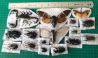 15 Real Assorted Beetles Cicada Moth insect Taxidermy real decor wall hanging